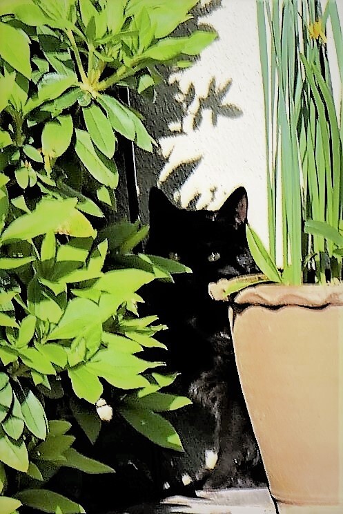 珍訪問者の視線