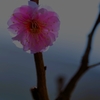 寒いですが