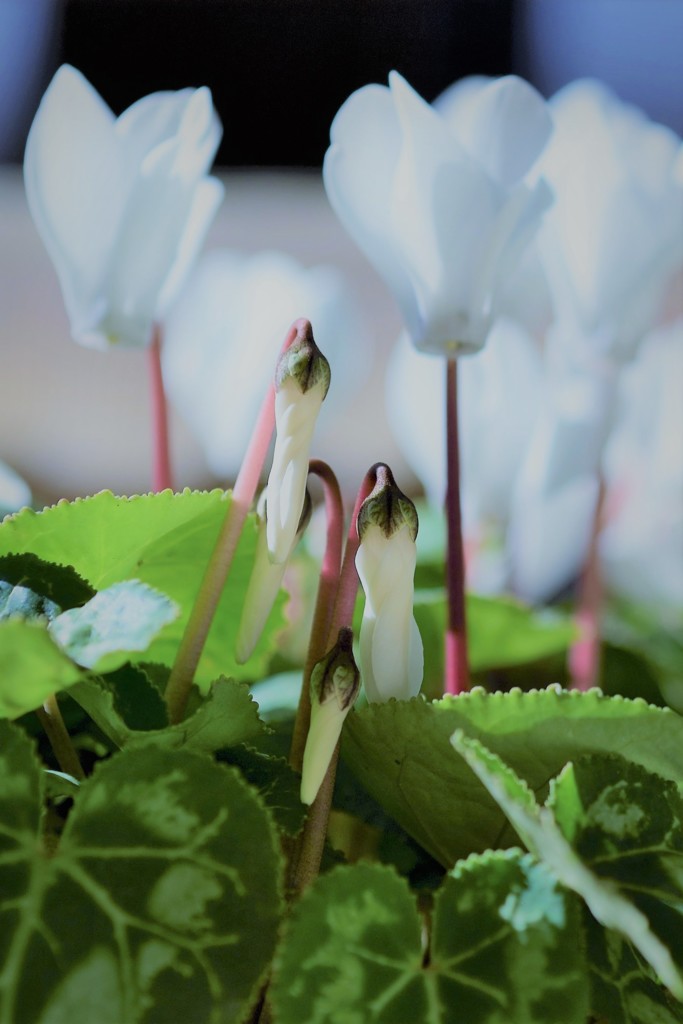 Cyclamen～待ち