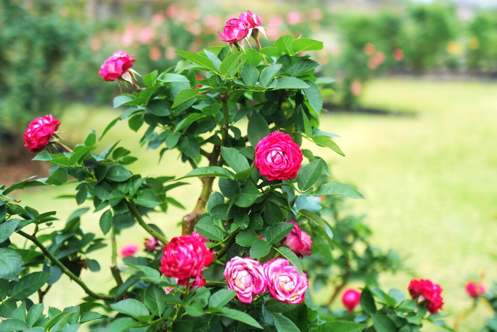 薔薇、バラ、ばら