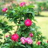 薔薇、バラ、ばら