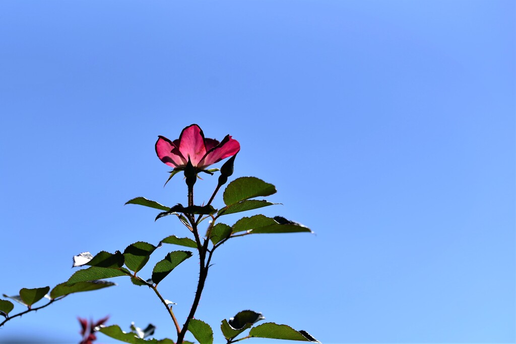 見上げてごらん　この真っ青な空を