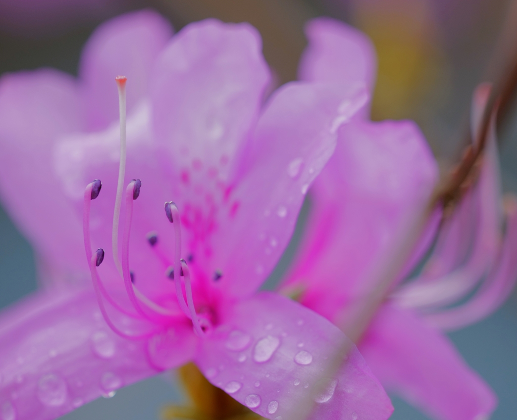 イワツツジ舞～12