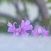 塀の中のイワツツジ