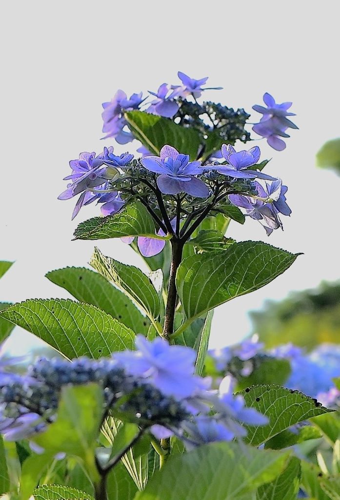 紫陽花3