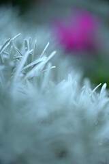 南国の花２