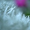南国の花２