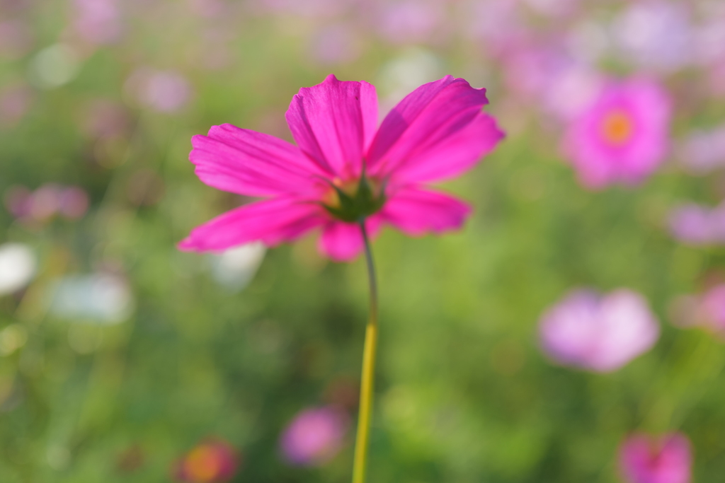 秋桜がやってきた(2)