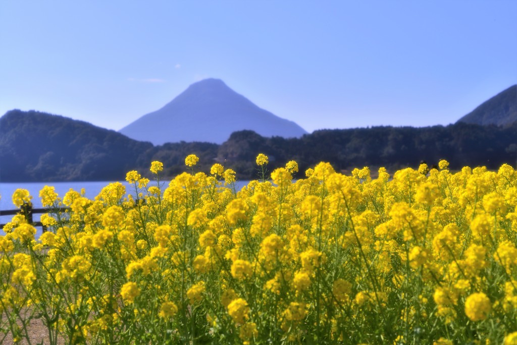 菜の花と薩摩富士
