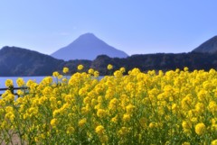 菜の花と薩摩富士