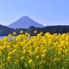 菜の花と薩摩富士