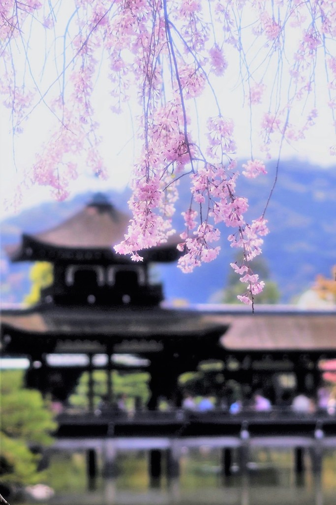 古都の残影　八重紅枝垂桜5