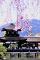 古都の残影　八重紅枝垂桜5