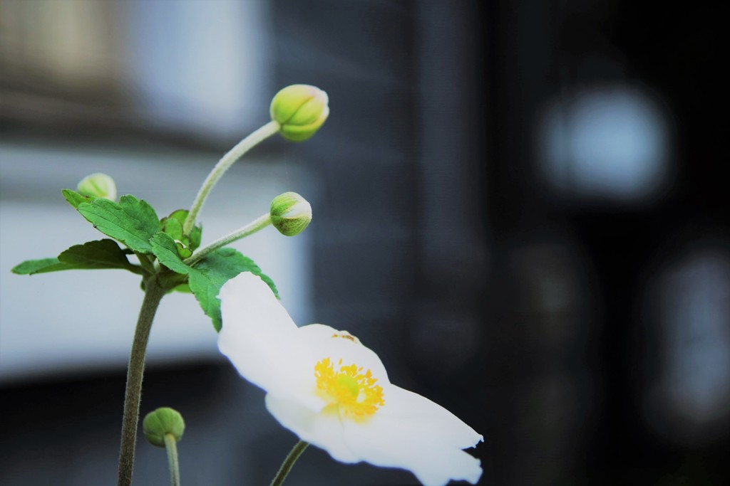 民家の前で清楚なたたずまい