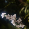サクラ咲く 7