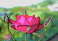 赤い薔薇