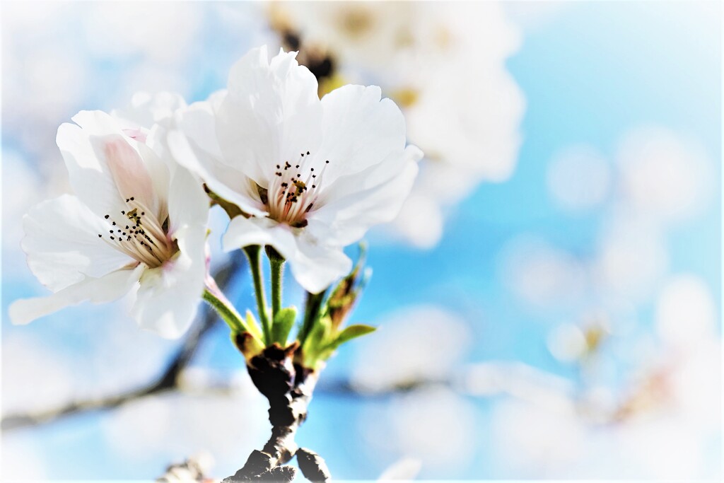 桜の季節