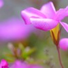 気になる花
