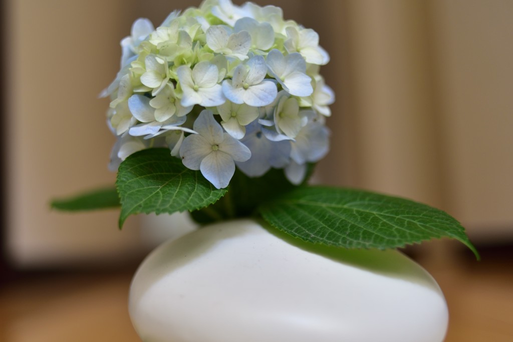 紫陽花の季節～1