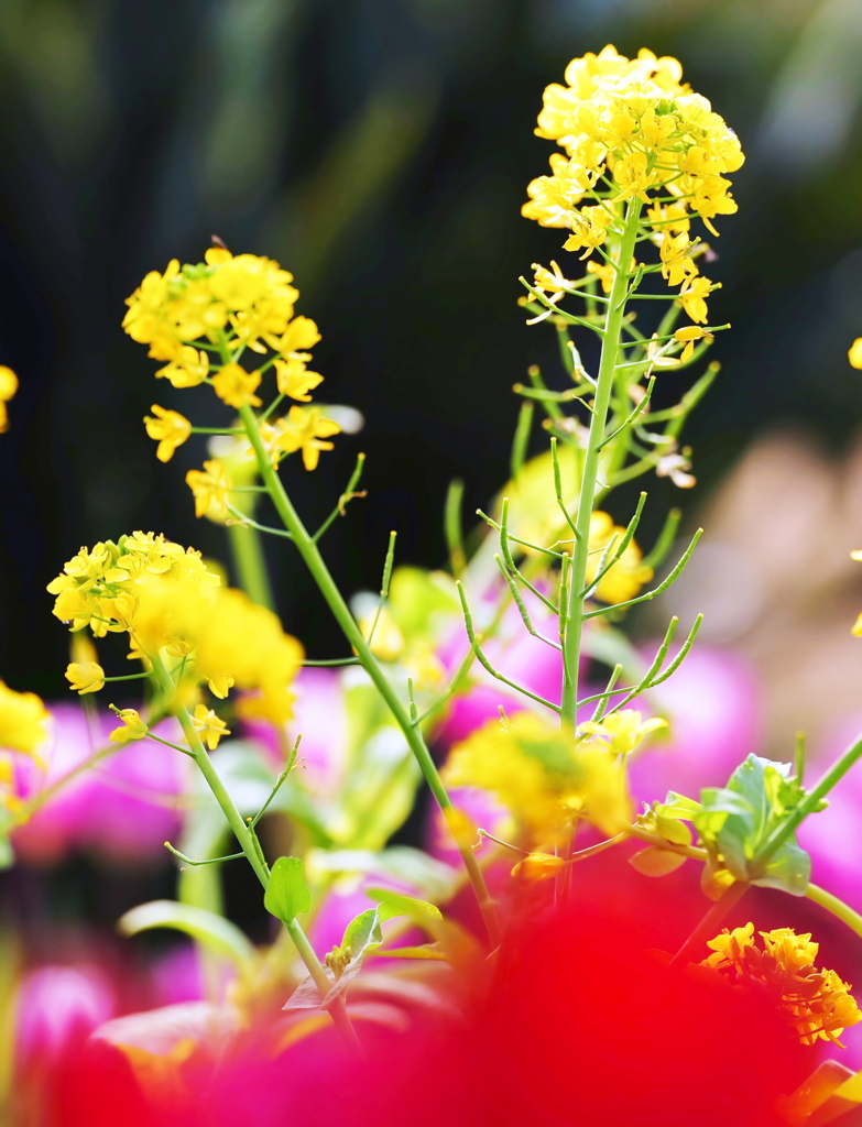 菜の花と