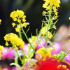 菜の花と