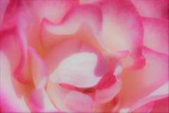 薔薇道2