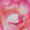 薔薇道2
