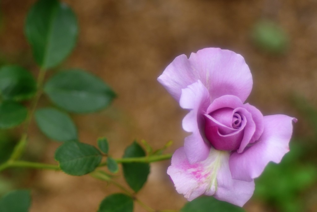 シークレット パフューム1