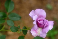 シークレット パフューム1