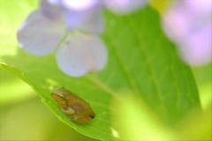 梅雨の晴れ間~暑っちいゲロ