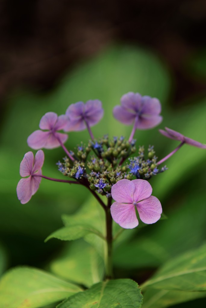 筥崎宮 紫陽花16