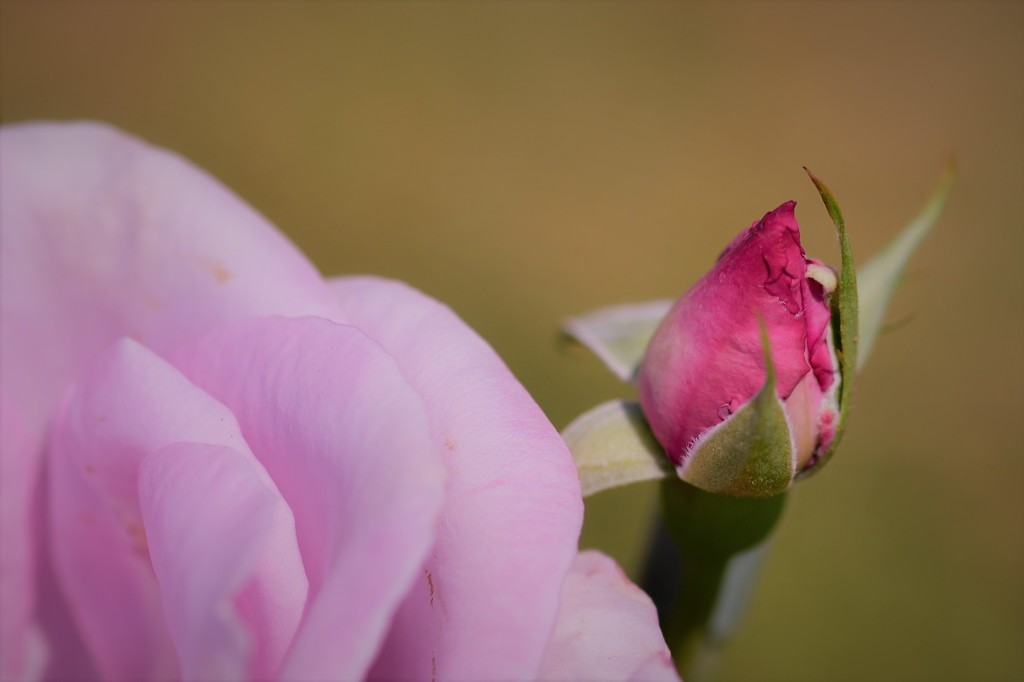 薔薇道10