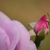薔薇道10