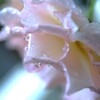 白薔薇と水滴
