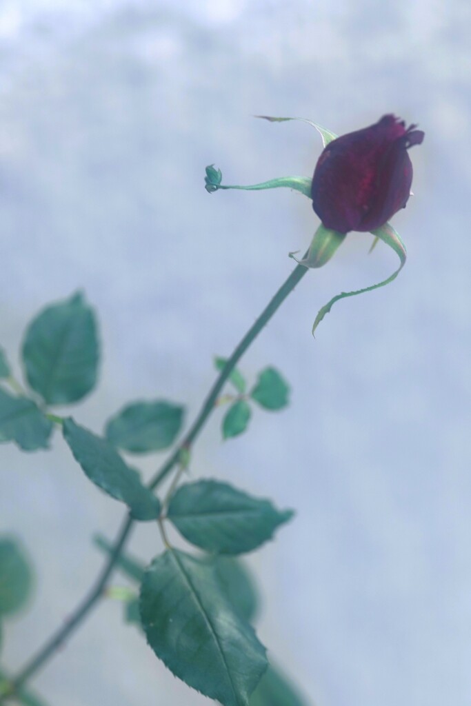 赤い莟