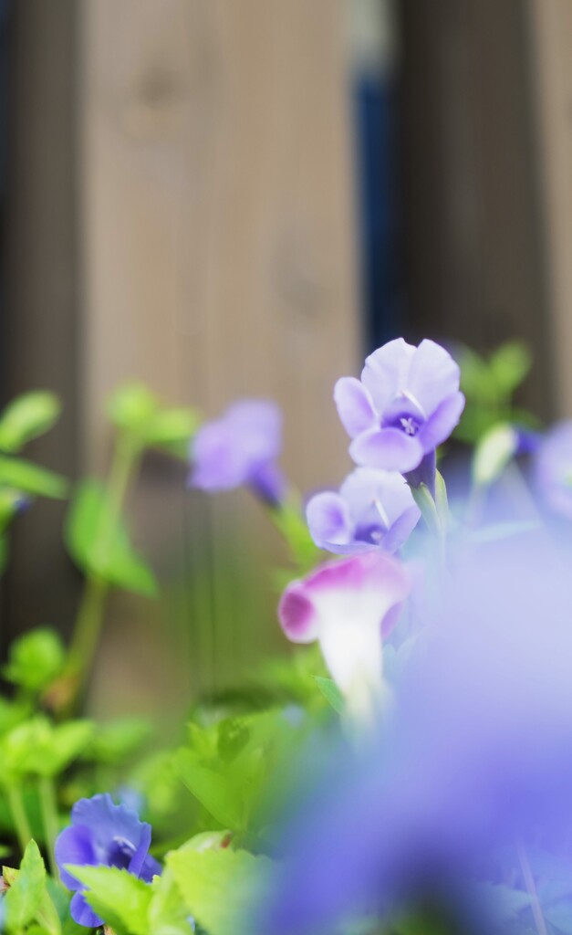 玄関先の花～2