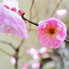春の便り