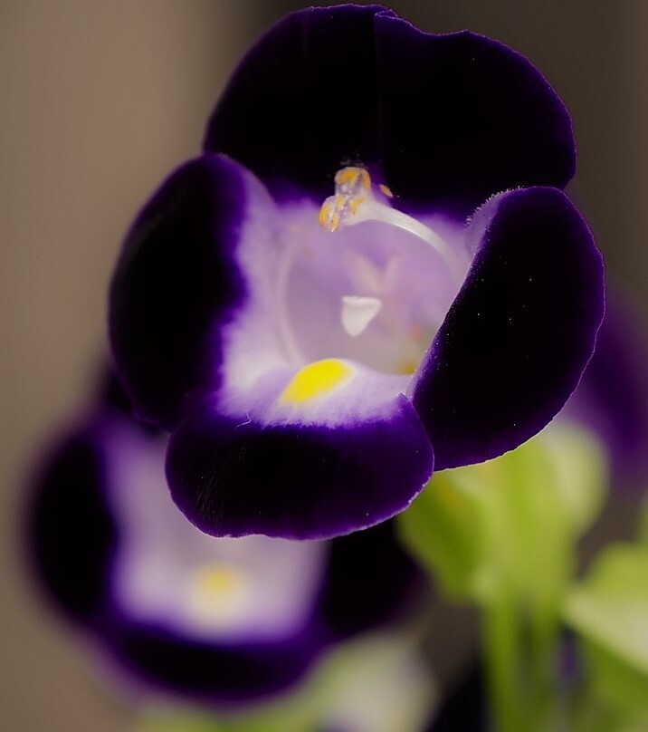 お出迎えの花々3