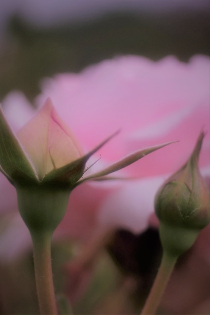 プチトリアノン2