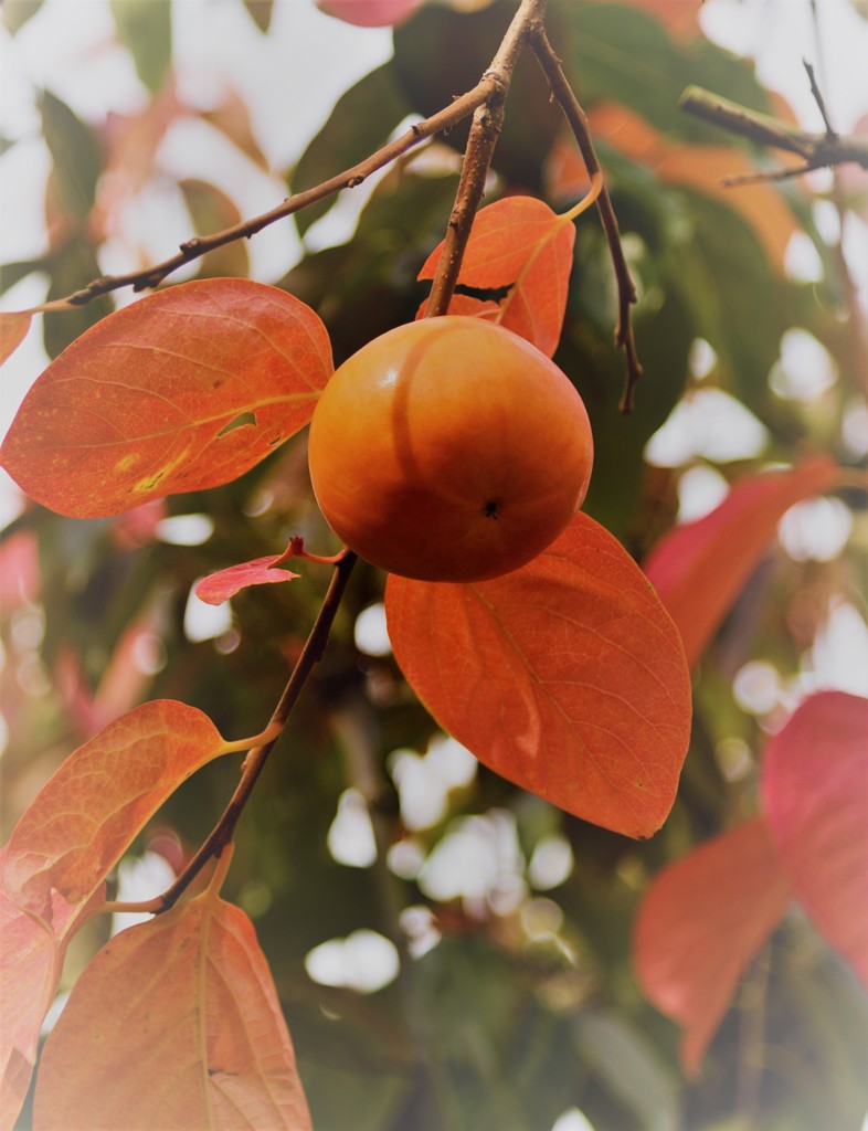 秋の残影　永勝寺近く