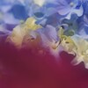 紫陽花1