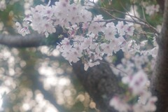 サクラ