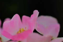 薔薇道8