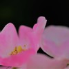 薔薇道8