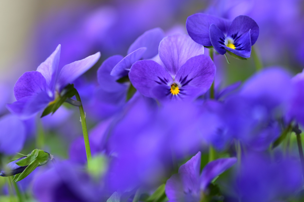 今年お出迎えの花