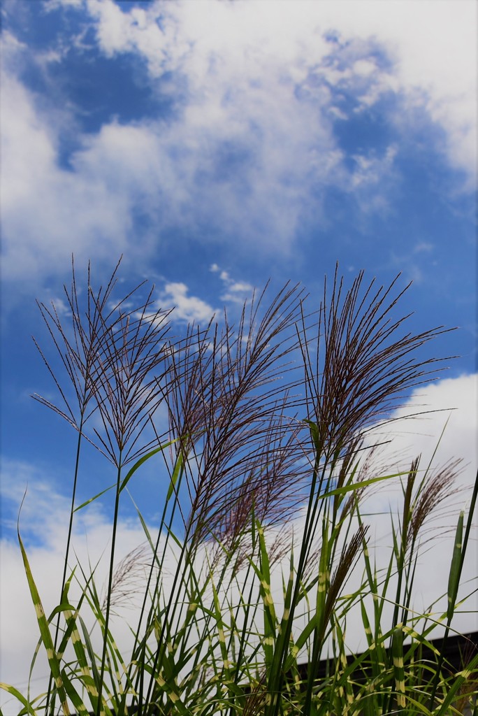 青空にそよぐ