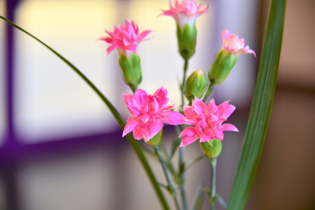 おもてなしの花～諏訪湖