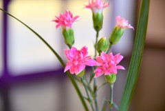 おもてなしの花～諏訪湖