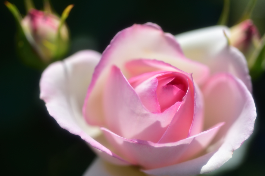 薔薇道13
