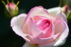 薔薇道13